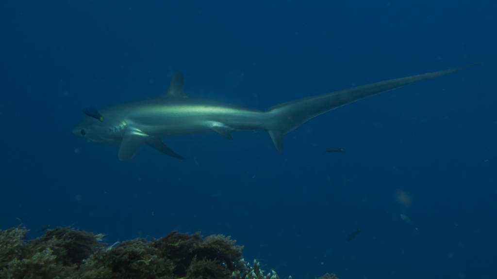 Thresher Shark