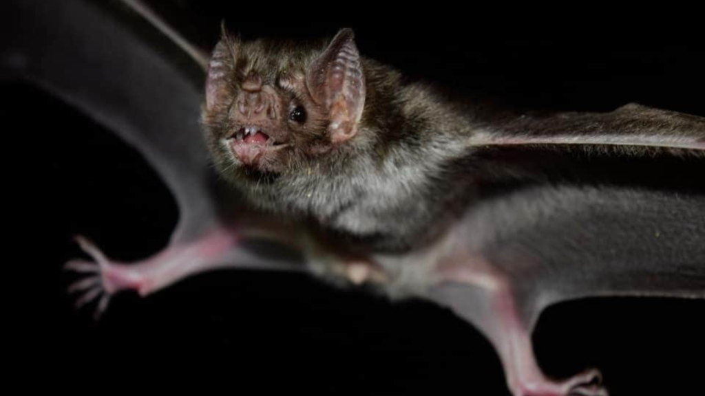 Batty for Blood | 15 Fascinating Facts About Vampire Bats