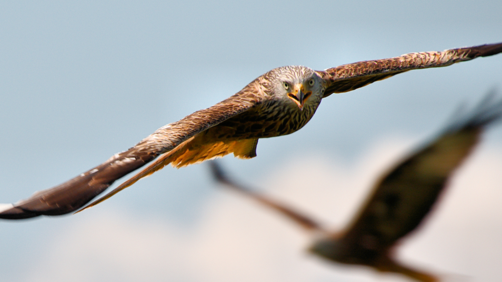 Red Kite