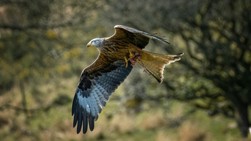 Red Kite