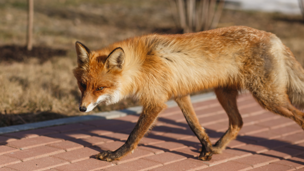 Urban Fox