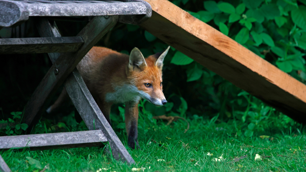 Urban Fox