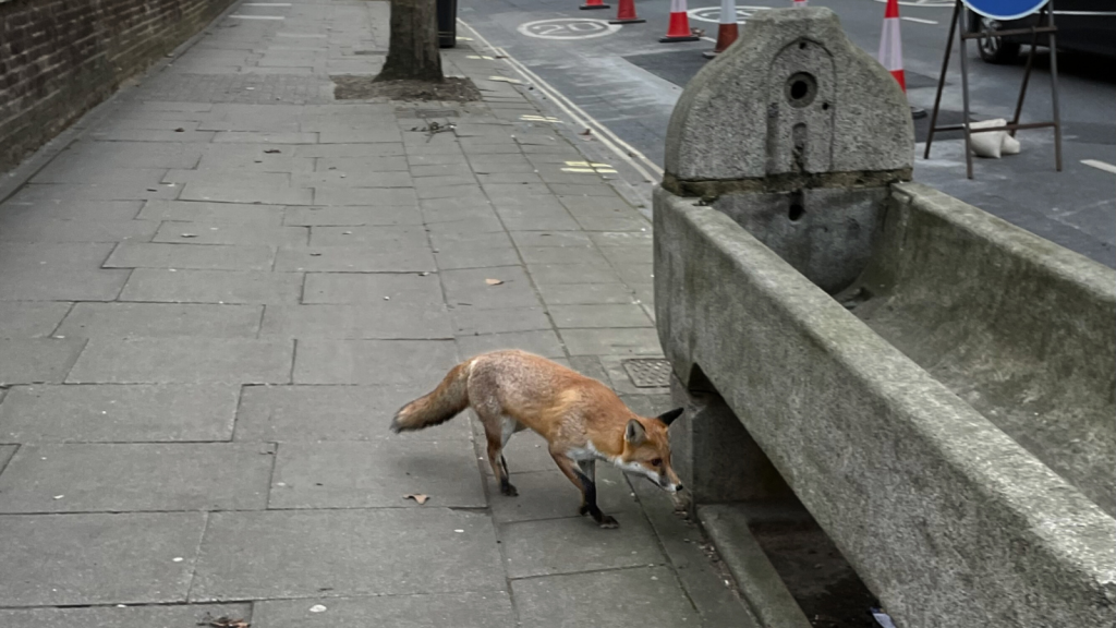 Urban Fox