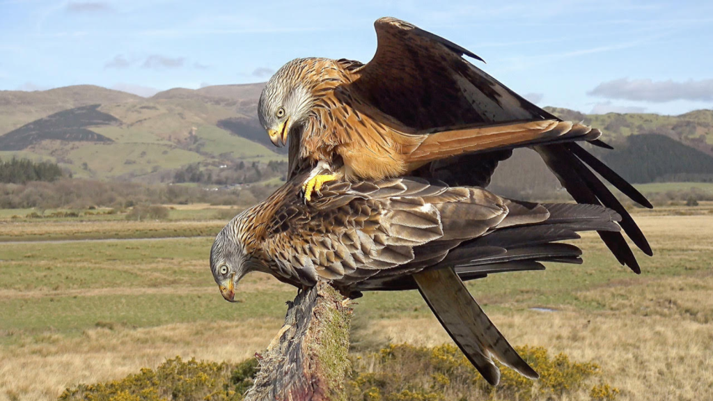 Red Kite