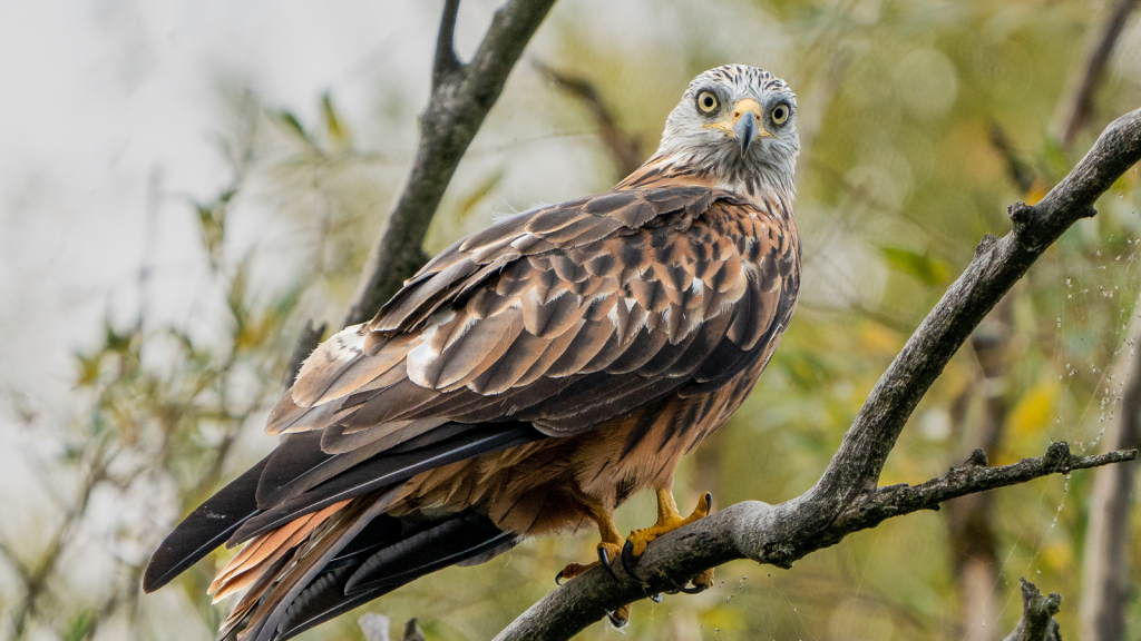 15 Fascinating Facts About Red Kites