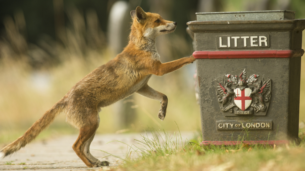 Urban Fox