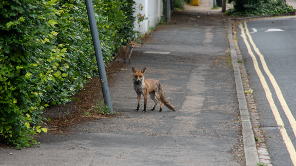 Urban Fox