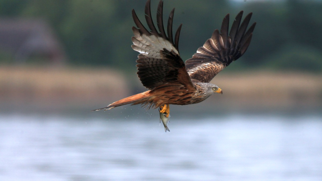 Red Kite