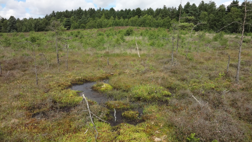 Dersingham Bog