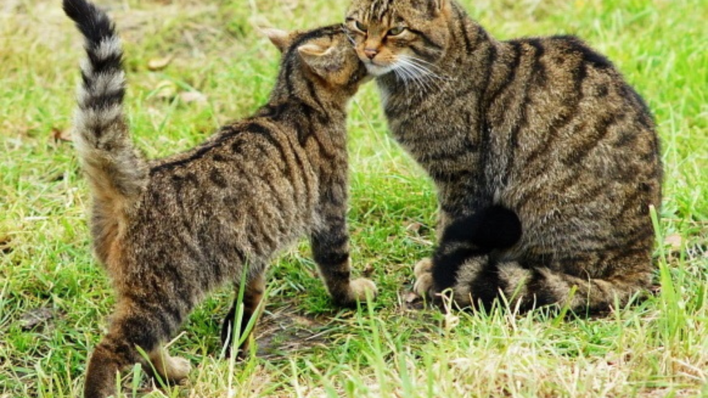 Scottish Wildcat