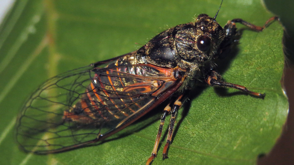 New Forest Cicada