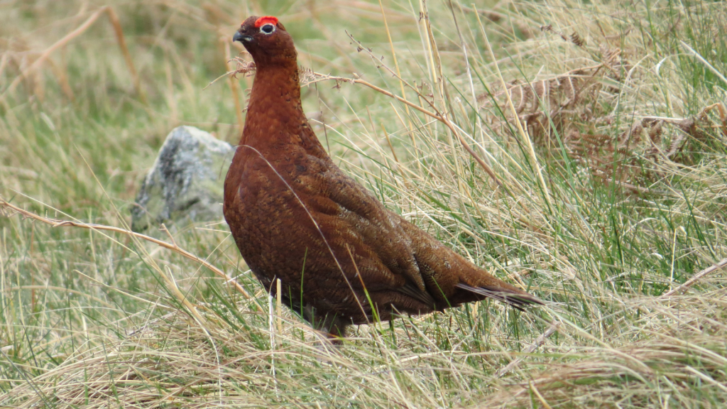 Red Grouse