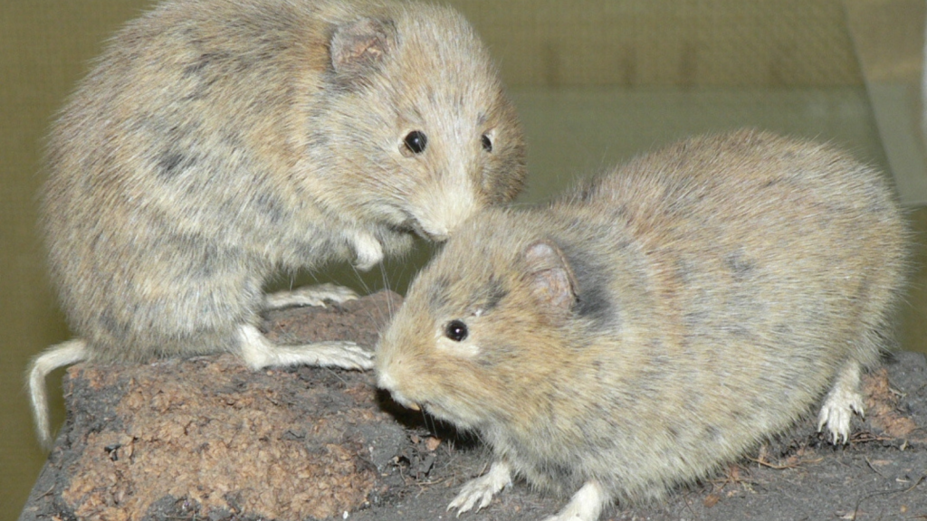 Orkney Vole