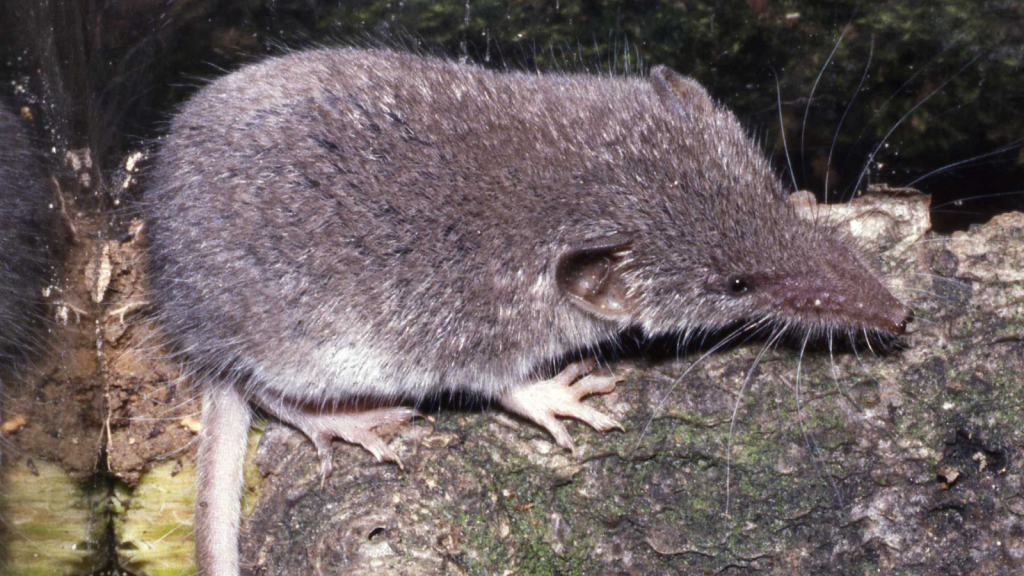 Scilly Shrew