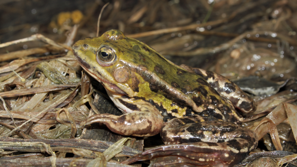 Pool frog