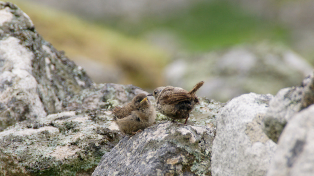 St Kilda Wren