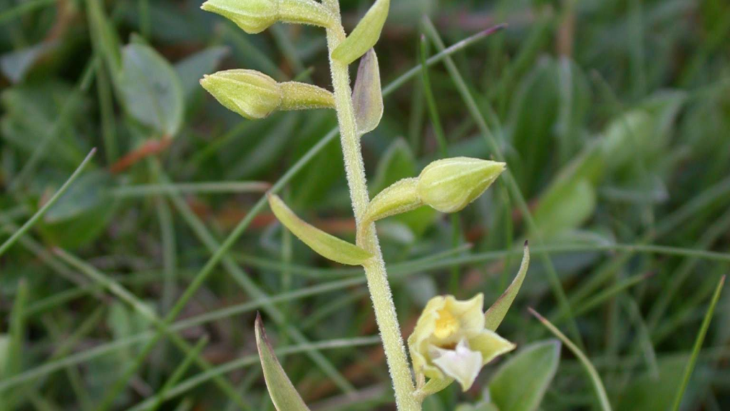 Lindisfarne Helleborine