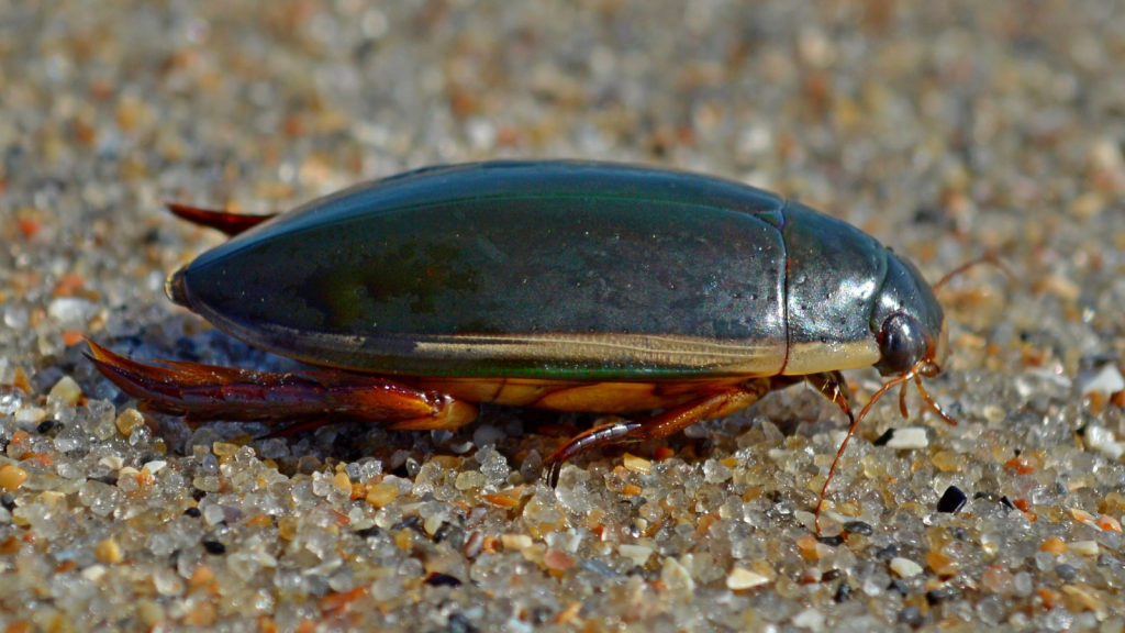 Northern Ranges Diving Beetle