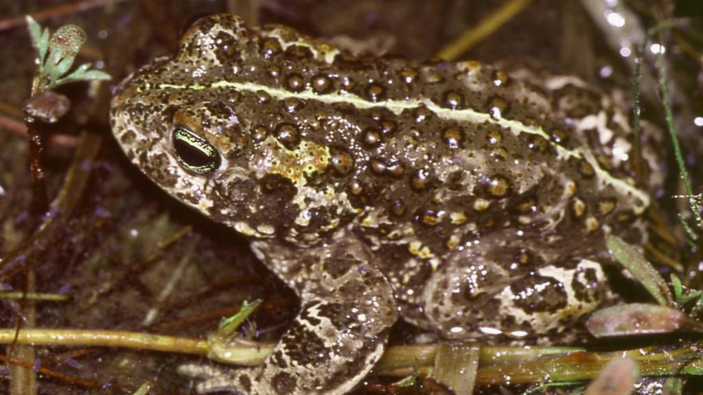 Natterjack Toad