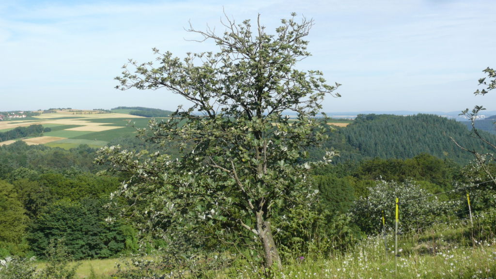 Llangollen Whitebeam