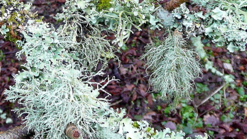 Cornish Path Moss