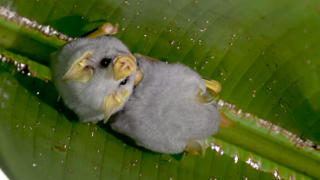 Honduran White Bat