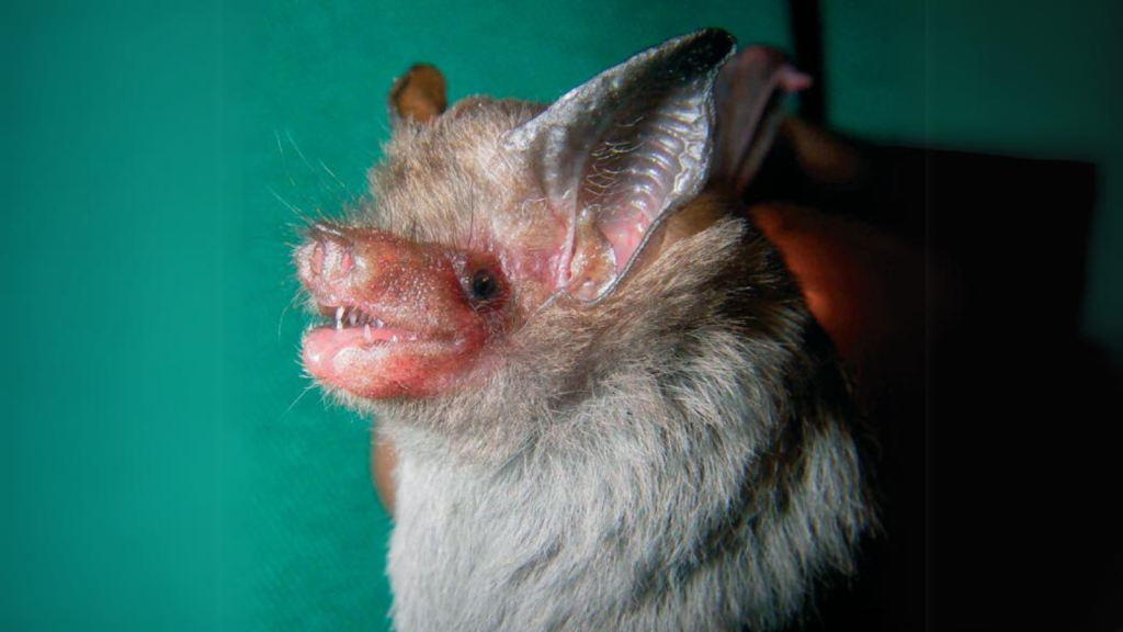 Kitti's Hog-Nosed Bat