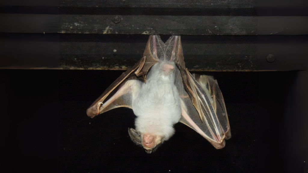 Ghost Bat