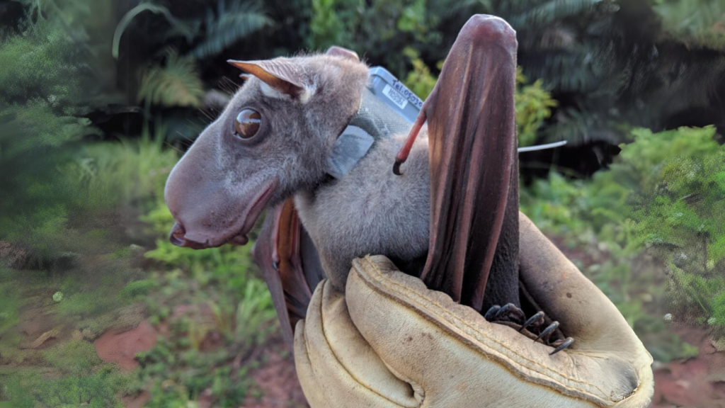 Hammer-Headed Bat