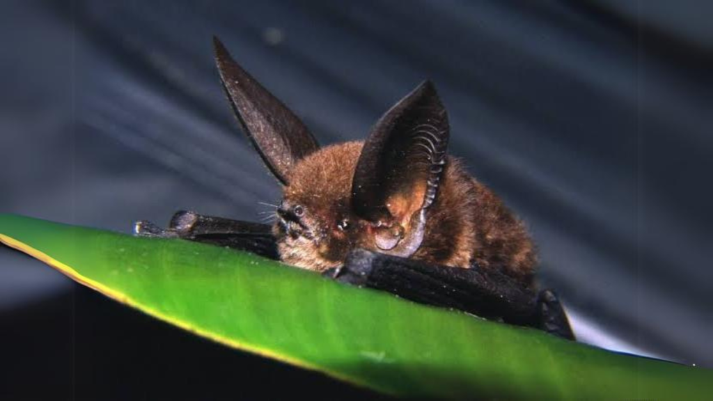 Sucker-Footed Bat