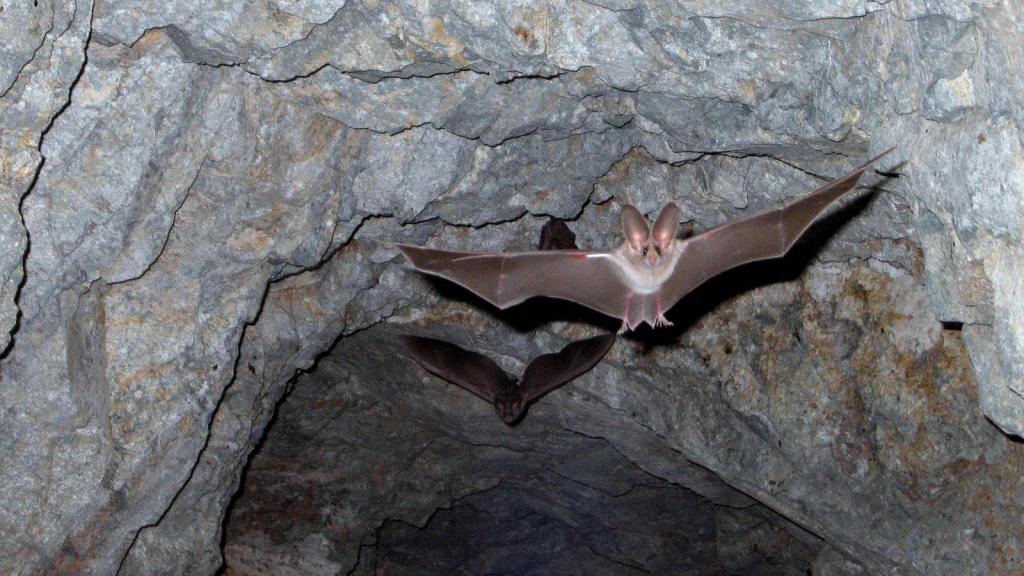 California Leaf-Nosed Bat