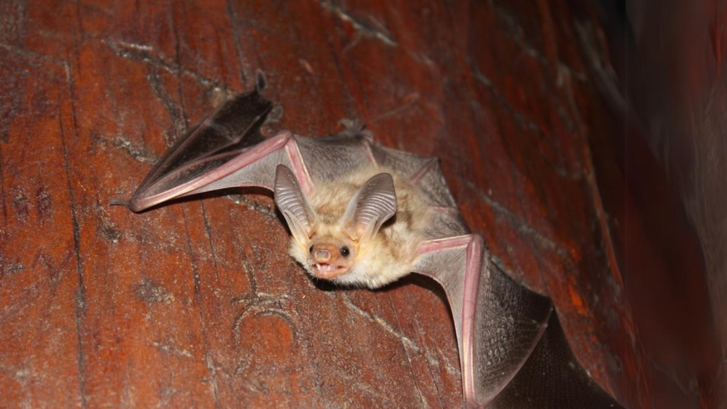 Pallid Bat