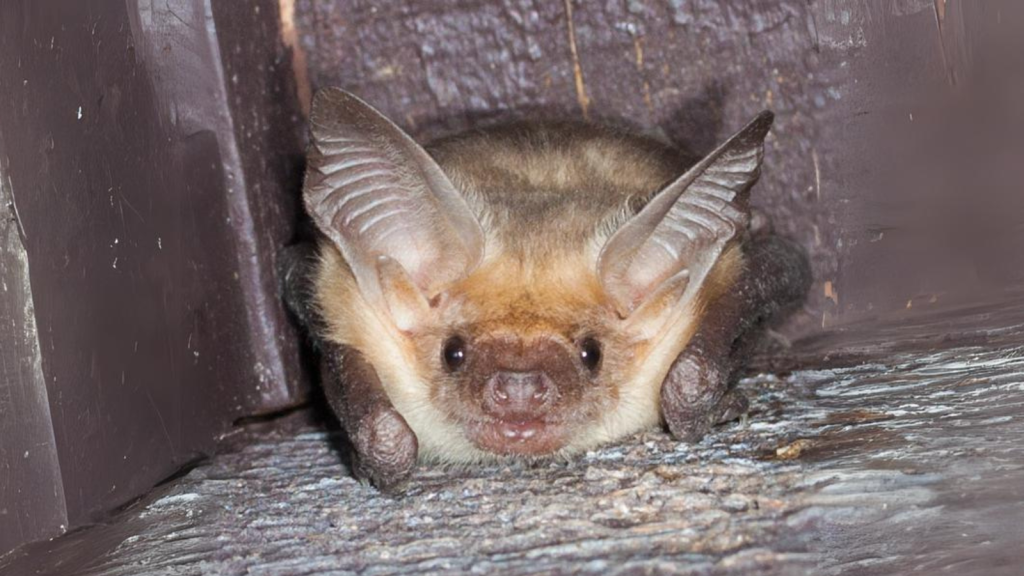 From Tiny to Titanic | 15 Most Interesting Bat Species