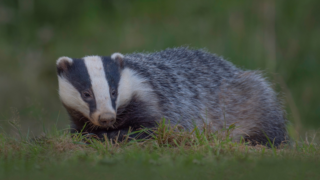 Badger | They're Related to Otters and Weasels