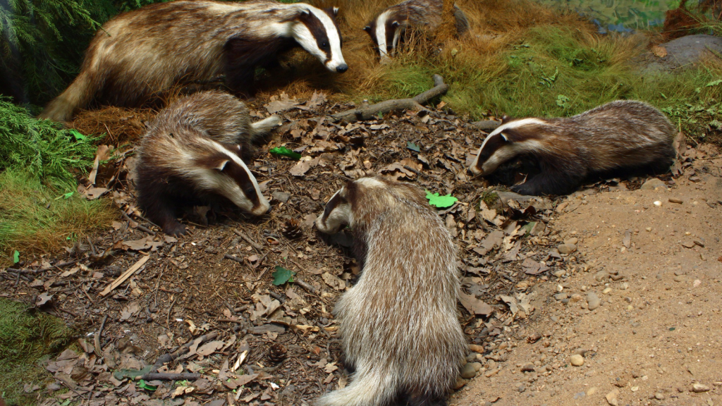 Badgers Live in Extended Families