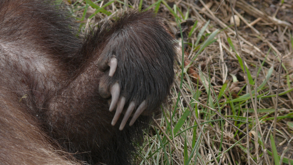 Badgers Are Incredibly Strong