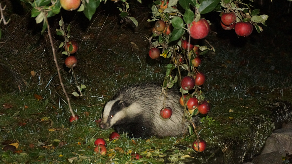 Badger | They Have a Sweet Tooth