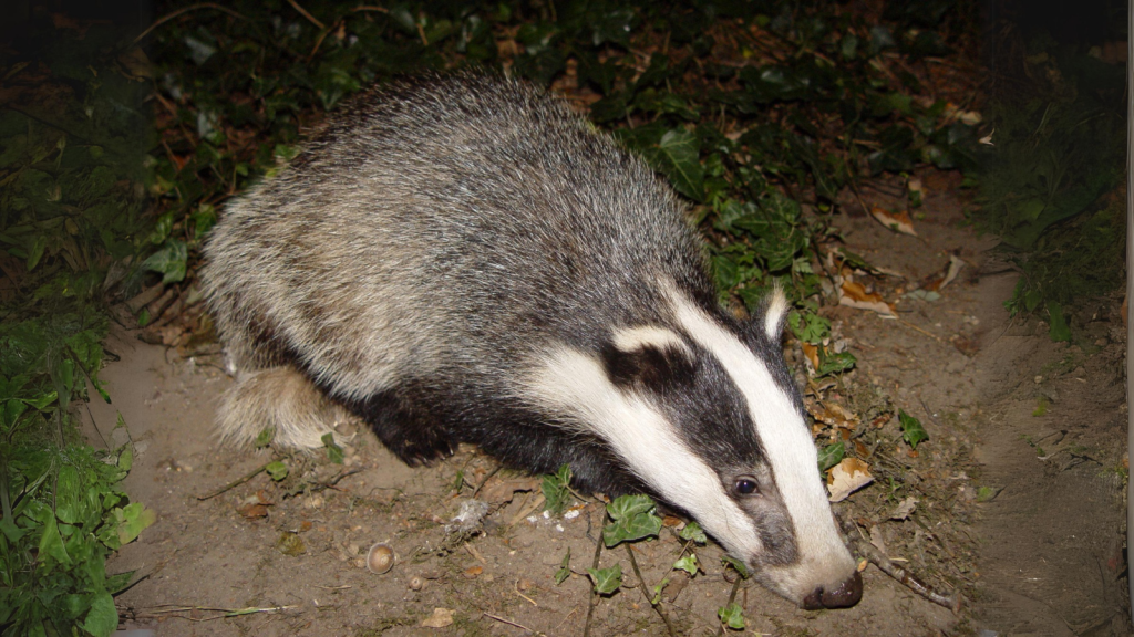 Badgers Have Poor Eyesight