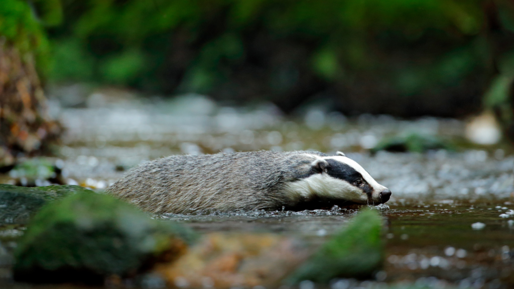 Badger | They're Excellent Swimmers