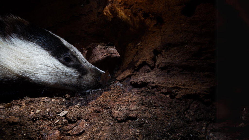 Badger Cubs Are Born Blind