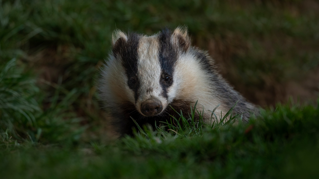 Badger | They Have Striped Pyjamas