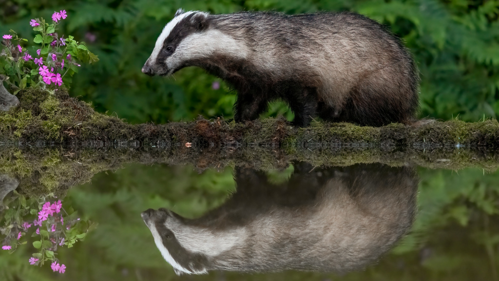 Badgers Can Live for Over a Decade