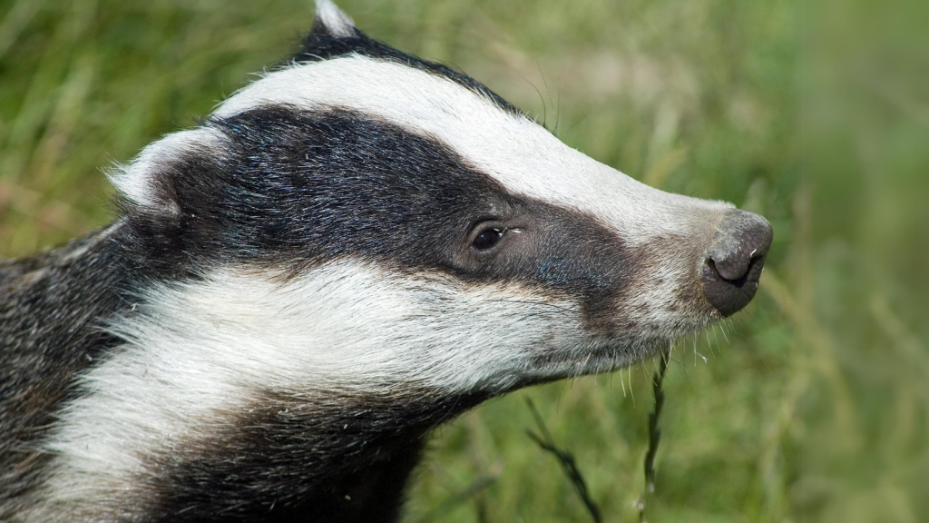 Badgers Have Reversible Ears