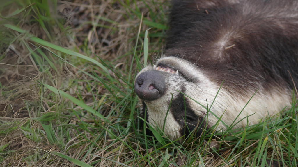 Badger | They Have Unique Nose Prints