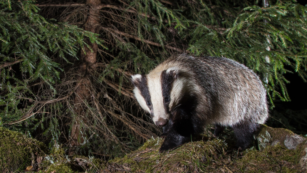 Badgers Are Fastidiously Clean