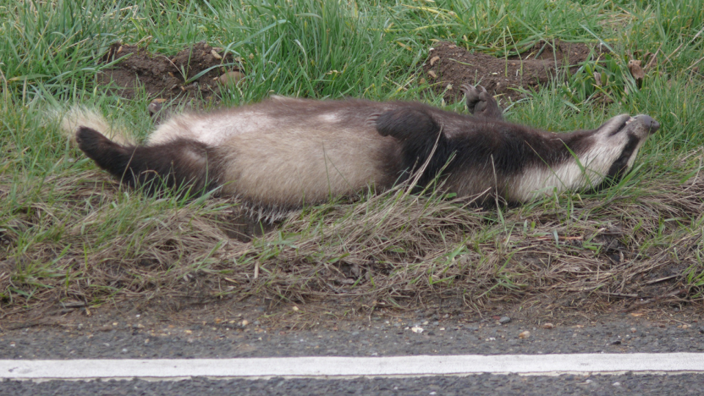 Badger| They're Protected by Law