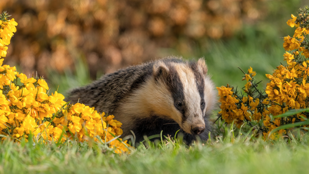 15 Things You Didn't Know About the Iconic British Badger