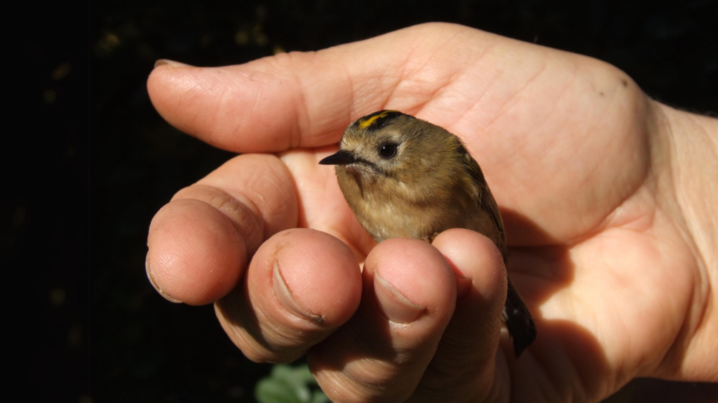 Goldcrest| Smaller Than Your Thumb