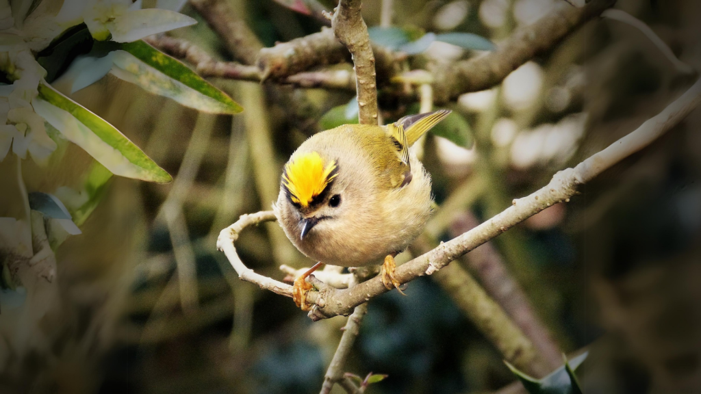 Goldcrest| They're Not Crests at All