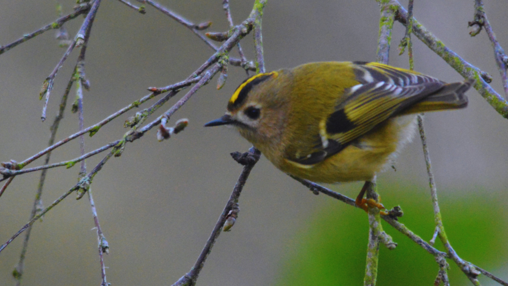 Goldcrest| Constant Eaters